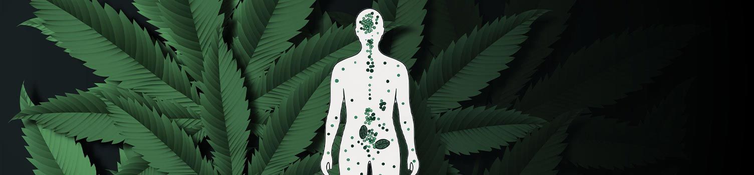 tout savoir sur les huiles de CBD