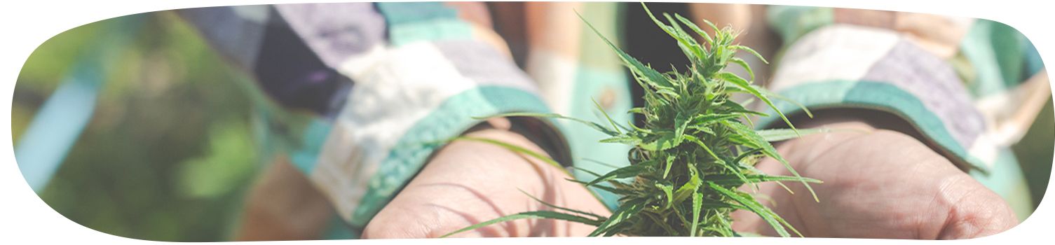 pourquoi-choisir-le-cbd-cultivé-en-France