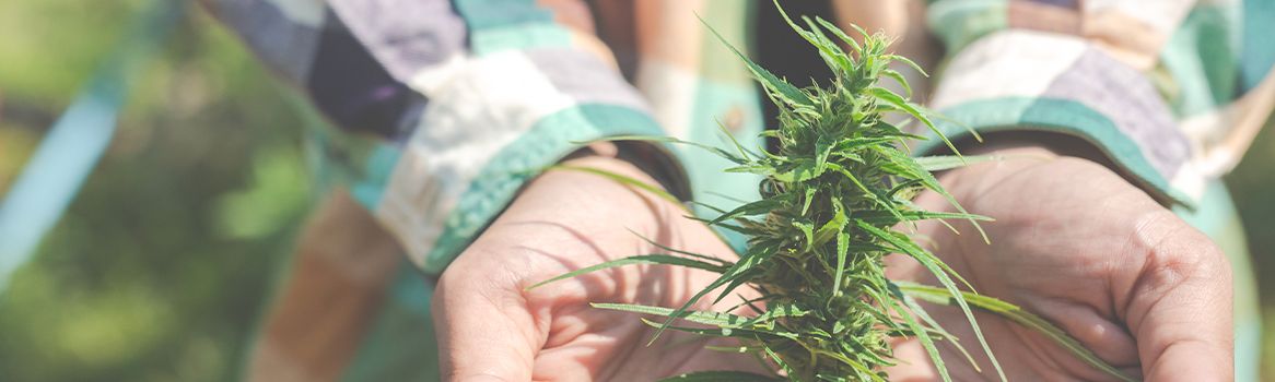 pourquoi-choisir-le-cbd-cultivé-en-France