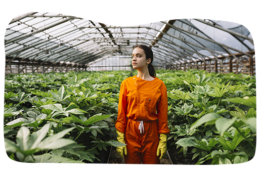 greenhouse