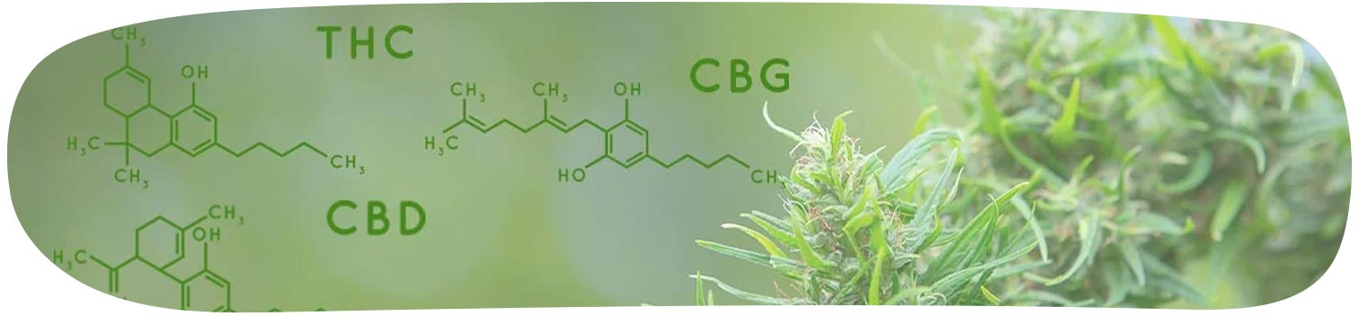 tout savoir sur les huiles de CBD