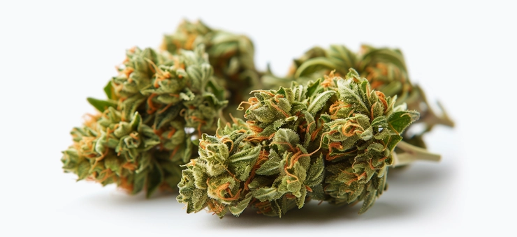 Fleur de CBD Amnesia de la marque Seedwell