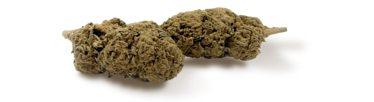 Fleur CBD Boostée Amnésia du Chanvrier Français